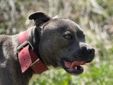 Mâle Staffordshire Bull Terrier LOF confirmé disponible pour saillie