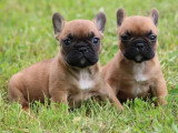 5 chiots Bouledogue Français non LOF nés en mars 2026 à vendre