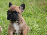 5 chiots Bouledogue Français non LOF nés en mars 2026 à vendre