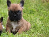 5 chiots Bouledogue Français non LOF nés en mars 2026 à vendre