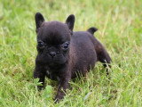 5 chiots Bouledogue Français non LOF nés en mars 2026 à vendre