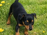 Chiot Pinscher Nain mâle noir et feu de février 2026 à vendre non LOF