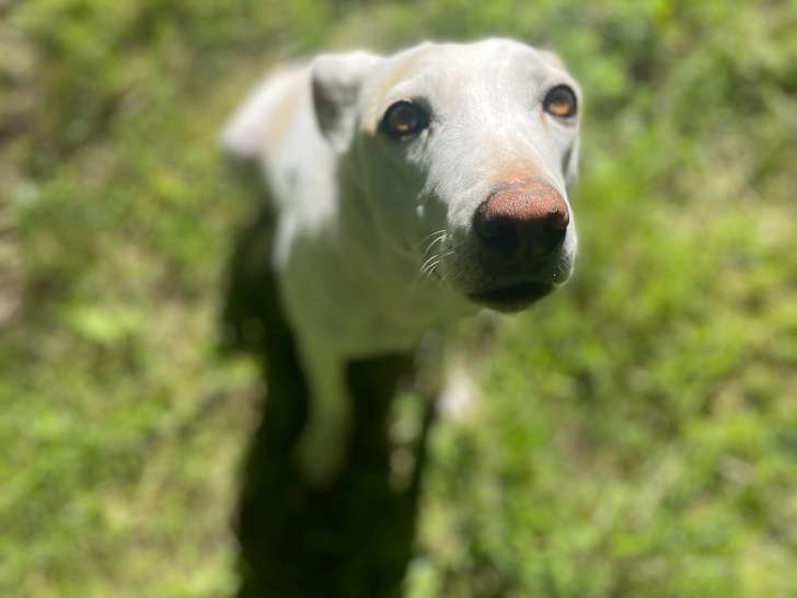 Sisuca, chienne douce et joyeuse à adopter en association