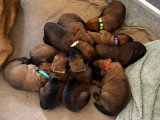 Chiots Malinois croisés Laekinois à vendre