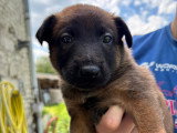 Chiots Malinois croisés Laekinois à vendre