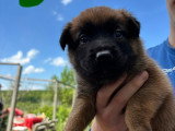 Chiots Malinois croisés Laekinois à vendre