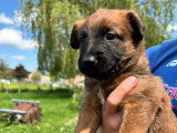Chiots Malinois croisés Laekinois à vendre