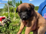 Chiots Malinois croisés Laekinois à vendre