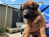 Chiots Malinois croisés Laekinois à vendre