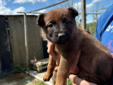 Chiots Malinois croisés Laekinois à vendre