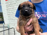 Chiots Malinois croisés Laekinois à vendre
