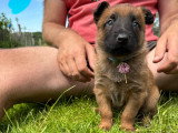 Chiots Malinois croisés Laekinois à vendre