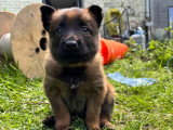 Chiots Malinois croisés Laekinois à vendre