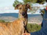 Thiago, très beau Galgo Espagnol à adopter en association