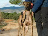 Thiago, très beau Galgo Espagnol à adopter en association