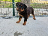 Chiot femelle Rottweiler LOF née février 2026 à vendre
