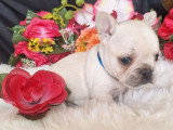 2 chiots non LOF Bouledogue Français platinium à réserver