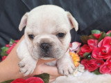 2 chiots non LOF Bouledogue Français platinium à réserver