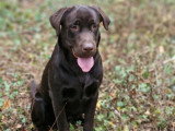 Male Labrador LOF disponible pour sallie