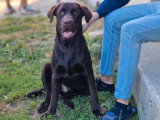 Male Labrador LOF disponible pour sallie