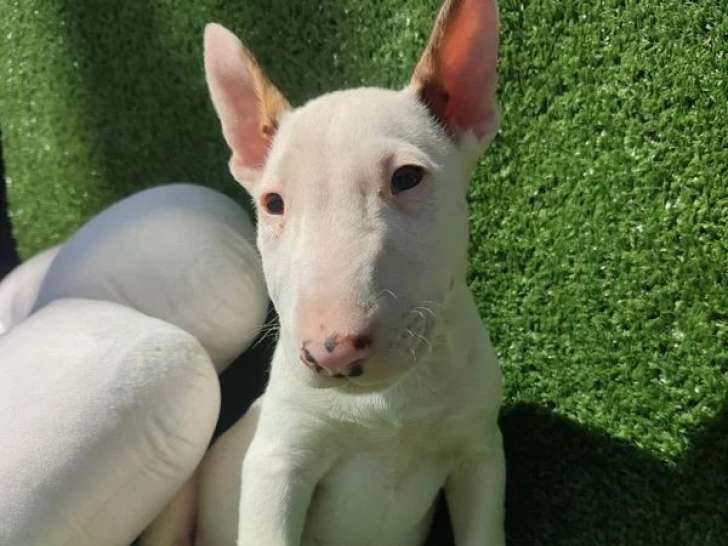 2 chiots Bull Terrier mâles blancs LOF à vendre, nés en novembre 2025