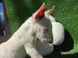 2 chiots Bull Terrier mâles blancs LOF à vendre, nés en novembre 2025