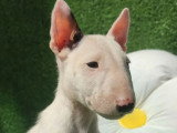 2 chiots Bull Terrier mâles blancs LOF à vendre, nés en novembre 2025