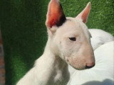 2 chiots Bull Terrier mâles blancs LOF à vendre, nés en novembre 2025