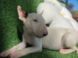 2 chiots Bull Terrier mâles blancs LOF à vendre, nés en novembre 2025