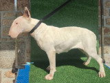 2 chiots Bull Terrier mâles blancs LOF à vendre, nés en novembre 2025