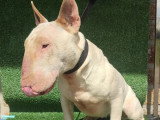 2 chiots Bull Terrier mâles blancs LOF à vendre, nés en novembre 2025