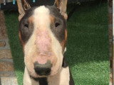 2 chiots Bull Terrier mâles blancs LOF à vendre, nés en novembre 2025