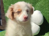 Chiot femelle Berger Américain Miniature tricolore merle à vendre non LOF