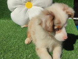 Chiot femelle Berger Américain Miniature tricolore merle à vendre non LOF