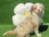 Chiot femelle Berger Américain Miniature tricolore merle à vendre non LOF