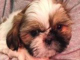 4 chiots Shih Tzu mâles non LOF nés en février 2026 à vendre
