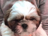 4 chiots Shih Tzu mâles non LOF nés en février 2026 à vendre