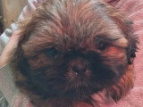 4 chiots Shih Tzu mâles non LOF nés en février 2026 à vendre