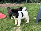 3 chiots Akita Américain LOF nés en février 2026 à vendre