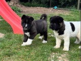 3 chiots Akita Américain LOF nés en février 2026 à vendre
