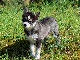 Chiot femelle Pomsky noir et blanc non LOF à vendre, né en février 2026