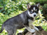 Chiot femelle Pomsky noir et blanc non LOF à vendre, né en février 2026