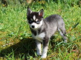 Chiot femelle Pomsky noir et blanc non LOF à vendre, né en février 2026
