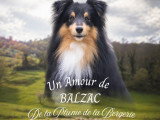 Chien mâle Berger des Shetland LOF disponible pour saillie
