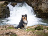 Chien mâle Berger des Shetland LOF disponible pour saillie