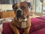 Magnifique mâle Bulldog Continental disponible pour saillie