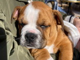 Magnifique mâle Bulldog Continental disponible pour saillie