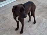 Bounty, adorable chien croisé Labrador à adopter en association