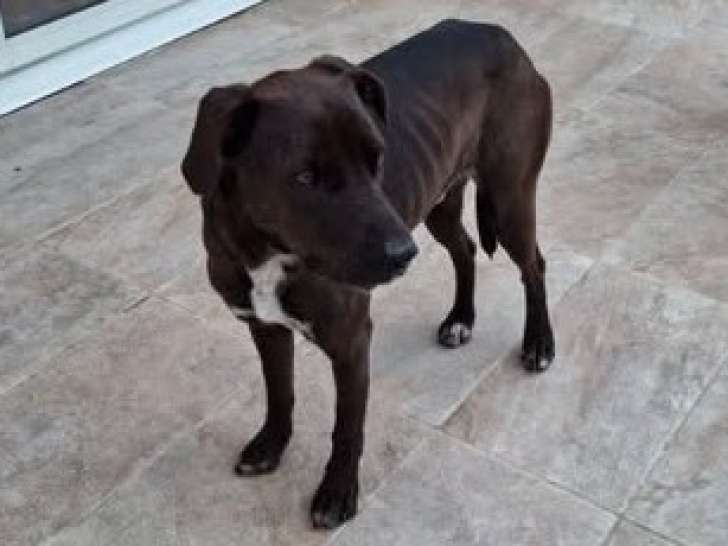 Bounty, adorable chien croisé Labrador à adopter en association