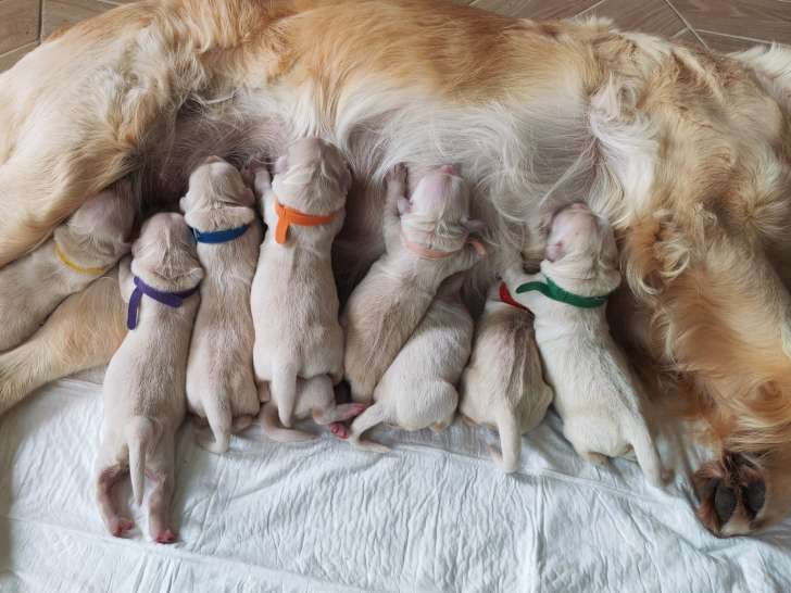 Chiots Golden Retriever à vendre (6 femelles & 3 mâles)